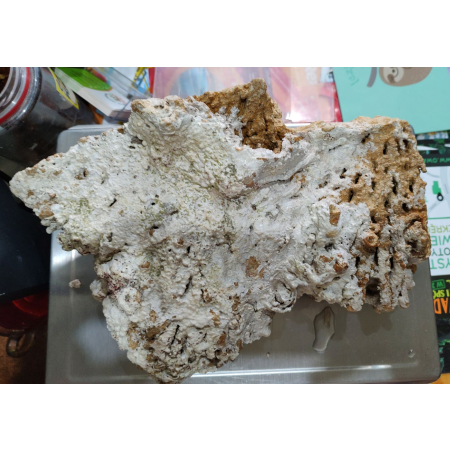 Żywa skała do akwarium morskiego płyta nr. 2